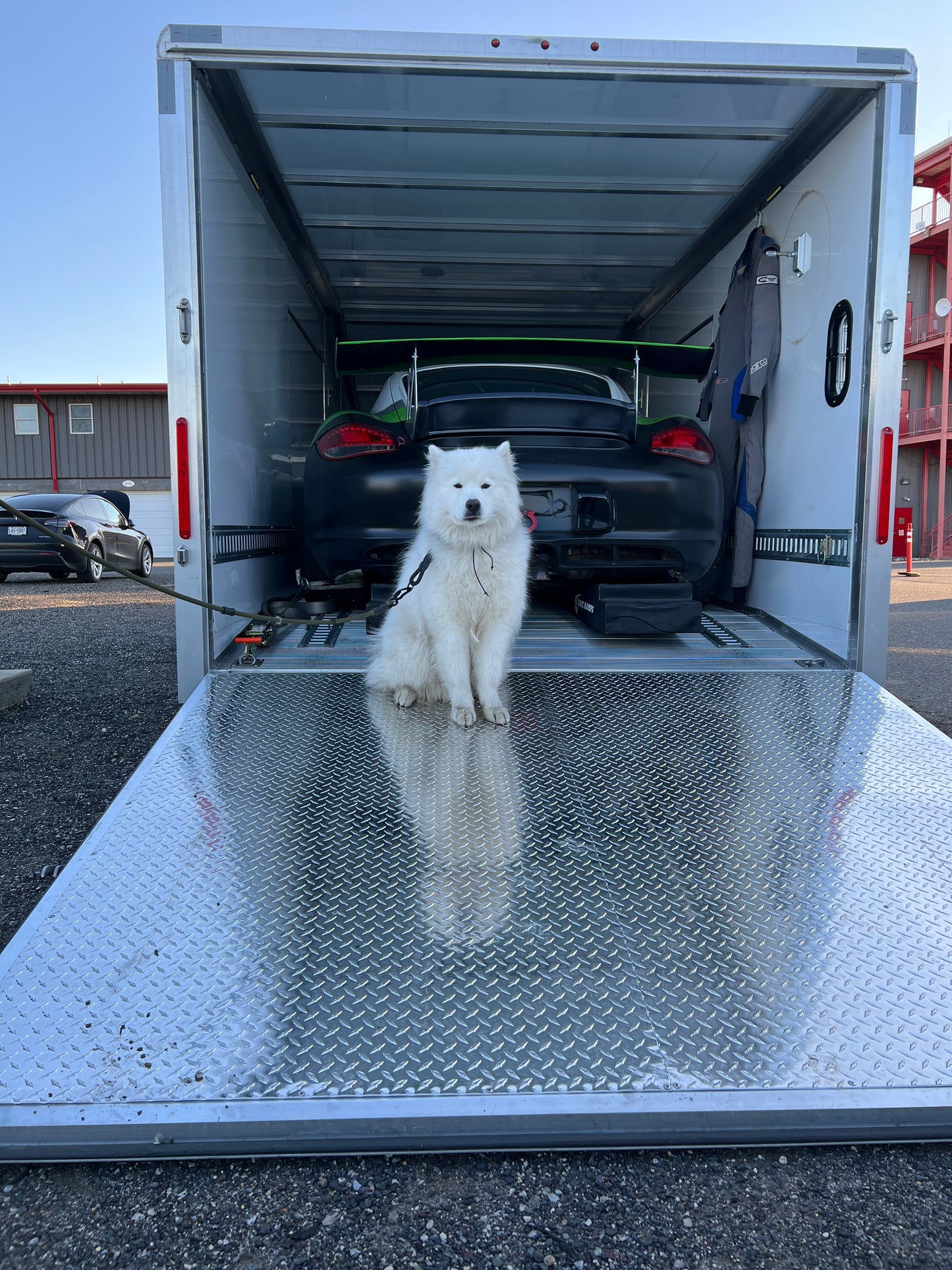 Lucas the Samoyed