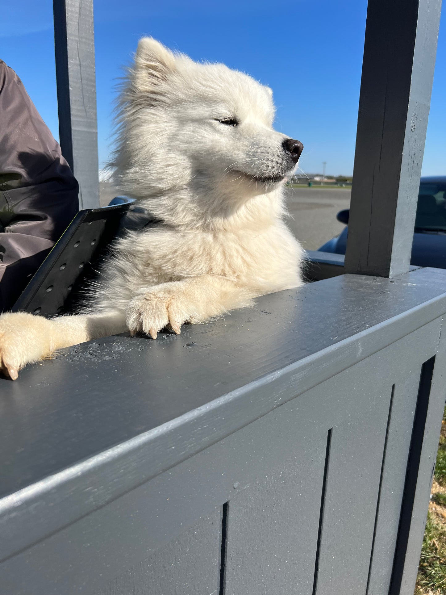 Lucas the Samoyed