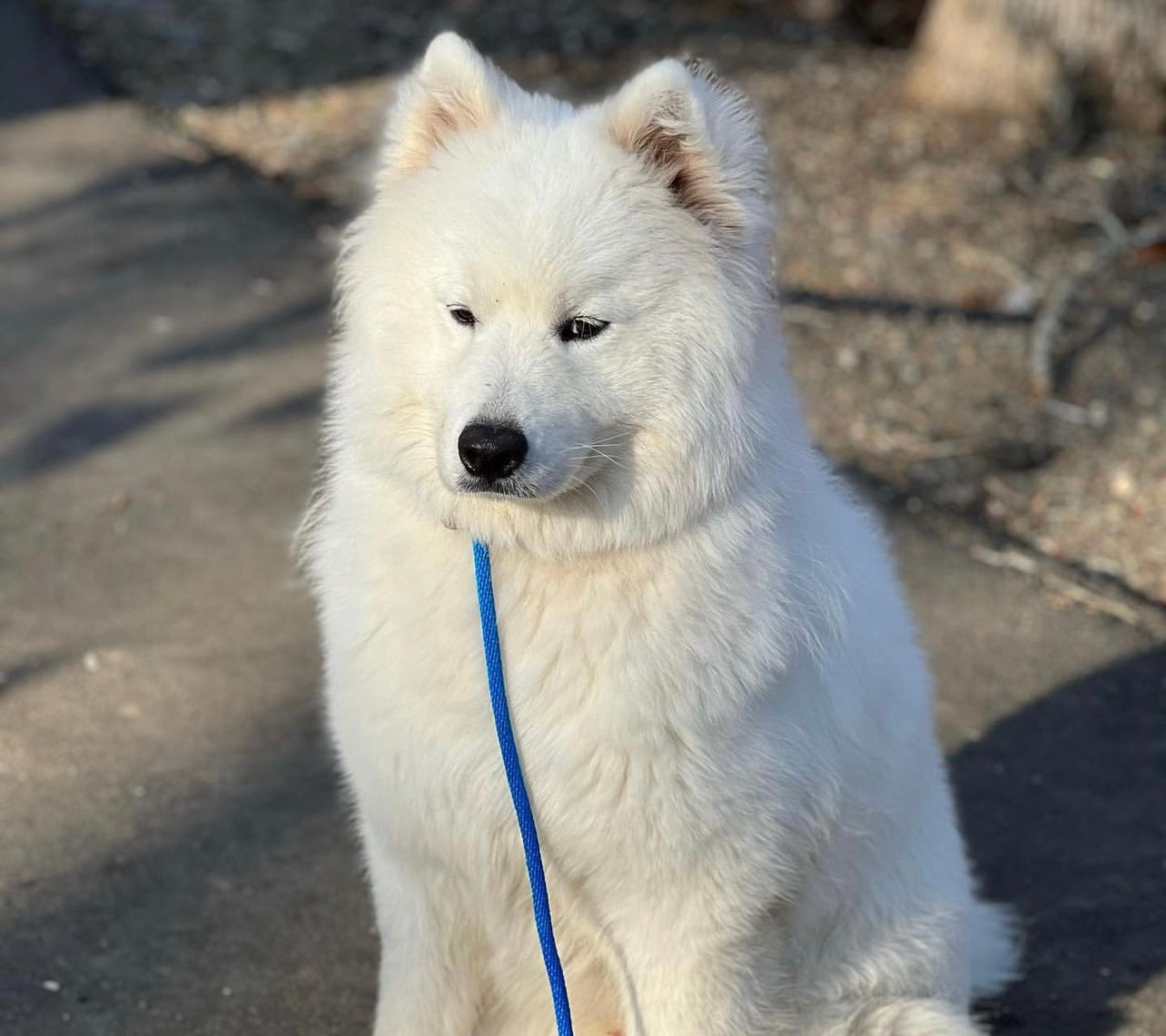 Lucas the Samoyed