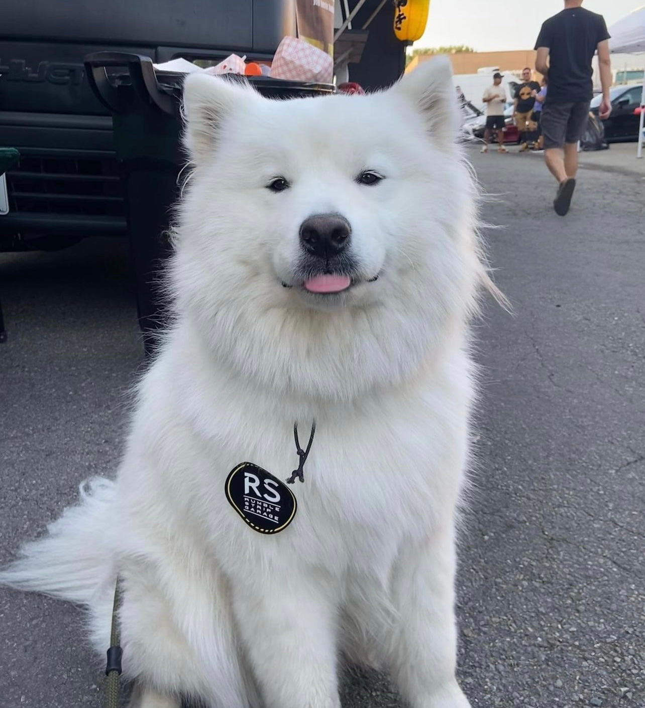 Lucas the Samoyed